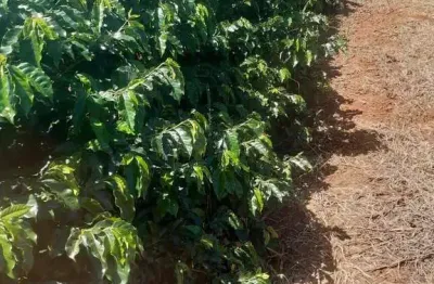 Fazenda à venda no Centro, Caconde 