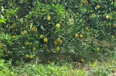 Fazenda à venda no Centro, Pompéia 