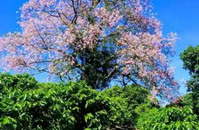 Chácara / sítio à venda no Centro, Serra Negra 