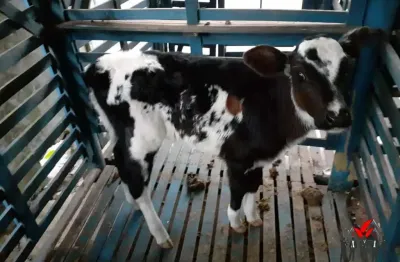 Chácara / sítio à venda no Centro, Capitólio 