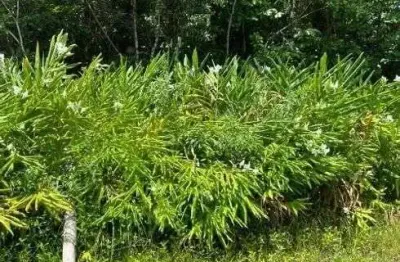 Terreno para venda tem 2383 metros quadrados em são fernando - itanhaém - sp