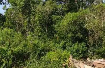 Terreno para venda possui 250 metros quadrados em balneário gaivota - itanhaém - sp