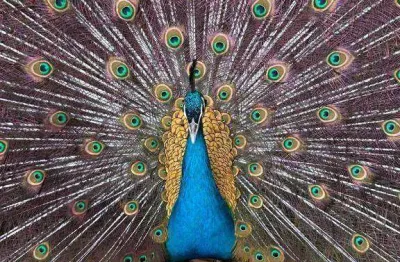 Fazenda com 8 dormitórios à venda, 340000 m² por r$ 2.200.000 - reginópolis - silva jardim/rj