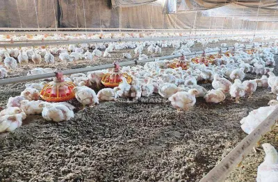 Sítio - granja à venda, com  54691 m² ,por r$ 3.600.000 - piracicaba/sp