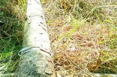 Fazenda com eucalipto a venda no estado de são paulo ??   área total: 106,4 alqueires ou 257,55 hectares   área com eucalipto: 55 alqueires ou 134 hectares   espécie urograndis c/ casca  1° corte   12