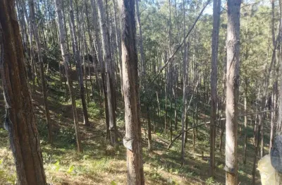 Fazenda com pinus a venda no estado de são paulo ?? ?   área total: 100 alqueires ou 242,63 hectares   área em pinus: 70 alqueires ou 170 hectares