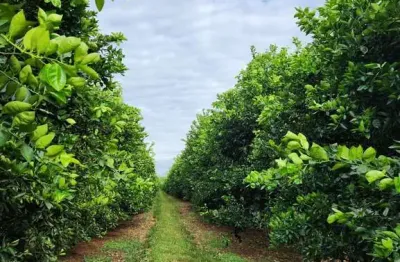 Fazenda de luxo à venda em área rural de são josé do rio preto-sp: 3 quartos, 1 suíte, 3 salas, 3 banheiros, 5 vagas - 1.219.680m²