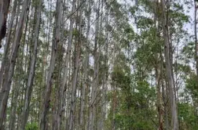 Floresta de eucalipto área total 55 alqueires ou 134 hectares em eucalipto   espécie urograndis com casca  com 12 anos de idade  volume em torno de 50