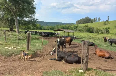 Fazenda 30 alqueires, atualmente  com gado leiteiro com a produção de 350 litros/dia, chegou a tirar 700 litros dias, topografia: partes planas com pe