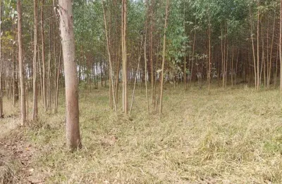 Sítio área total de 2,65 alqueires 2 alqueires de eucalipto aproximadamente com idade de 1,5 (um ano e meio)  2° corte boa topografia córrego no fundo