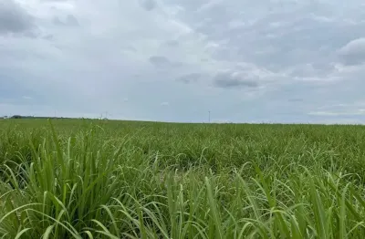 Fazenda 215 alqueires, área em cana 135 alqueires  30 alqueires em pasto (planta cana) arrendamento para usina são martinho  48 toneladas  contrato 20