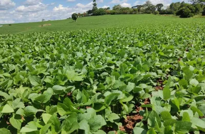 Fazenda 136 alqueires, plantado 110 alqueires,terra mista vermelha,topografia plana,casa sede e caseiro,3 barracões,rico em água com açude e nascentes