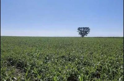 Fazenda 53 alqueires, 12 mil pés de laranja, 3 mil pés de abacate, planta 40 alqueires, rica em água, 2 casas, ótima localização