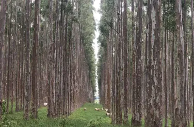 Fazenda 40 alqueires em eucalipto, topografia plana, 100% mecanizável, sem benfeitorias, ótima localização