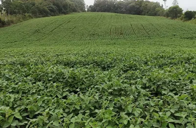 Fazenda 9 alqueires   - 4 alqueires em plantio  - restante em pasto, reserva e app  - boa topografia  - terra mista   - córrego nos fundos   - 10 km d