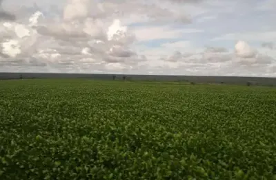 Fazenda 986 alqueires, 227 alqueires em área plantada, 206 alqueires em pastagem, casas sede e funcionarios, curral completo, barracões, poços