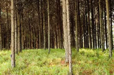 Fazenda 96 alqueires, 35 alqueires em pinus, rico em água com açudes e rio, topografia boa, 10 alqueires em eucalipto, casas sede e caseiro, barracão