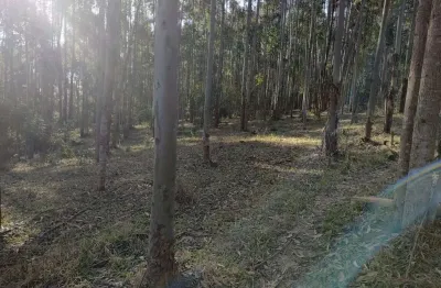 Sítio 14,5 alqueires, 9 alqueires em eucalipto, 3 alqueires em pasto, casa sede boa, casa de caseiro, curral, ótima localização