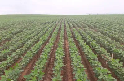 Fazenda 1065 alqueires, 700 alqueires de capim, 100 alqueires de soja, milho, rica em água com rio, confinamento para 500 bois, ótima localização