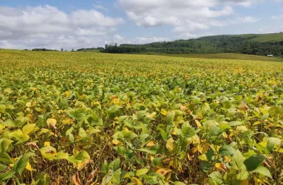 Sítio 4 alqueires plantado 3,5 alqueires, ótima localização