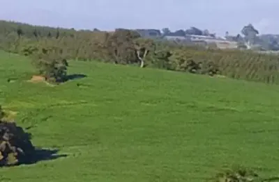 Fazenda 100 alqueires, 35 alqueires em área plantada, planta-se mais 30 alqueires, topografia ótima, terra mista, rica em água com lagos e nascente