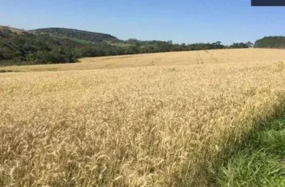 Fazenda 67 alqueires, rica em água com lagos e nascentes, 35 alqueires plantados, dupla aptidão, topografia boa, terra mista e vermelha, casa simples