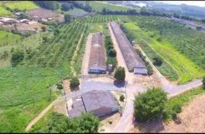 Sítio 7 alqueires, 3 pavilhões com 60 mil frangos, casa sede, ótima localização, estuda parte em permuta