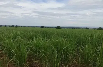Excelente fazenda com cana em panorama-sp ??   área total 272 alqueires   80% em cana  restante reserva e app   arrendada a 42 toneladas por alqueir