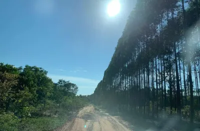 Fazenda com eucalipto a venda em minas gerais - mg ??   - localizada em brasilândia-mg * área total 14.600 hectares  * 800 hectares no ponto de cort