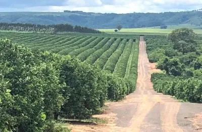 Fazenda 350 alqueires, 280 alqueires em laranja   * 420.000 mil pés de laranjas  * 33% plantado: hamilin, rubi e peneaple  * 33% plantado: média