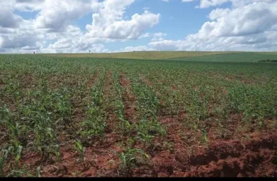 Fazenda 152 alqueires, boa de água com riachos e poços naturais, 110 alqueires em área plantada, 12 alqueires em pasto, casa sede e caseiro, galpão