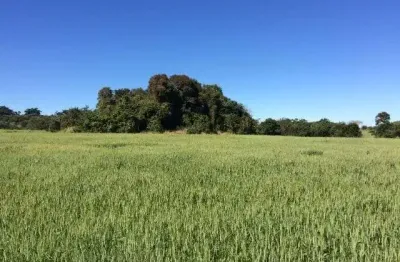 Sítio 39 alqueires, rica em água com ribeirão na divisa, 23 alqueires em área plantada, terra mista, topografia plana, sem benfeitorias