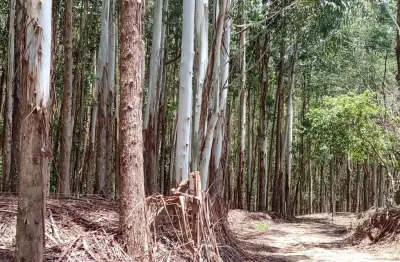 Sítio 5 alqueires(vendo só a madeira) eucaliptos 13 anos 72mil por alqueire,fácil acesso,7 kms da pista,35 km de itapetininga,vendo só a madeira