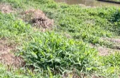 Sítio 27000m2, casa 150m2, 3 dormitórios, muita água, tanques de peixes, bem cercado, 6 km da cidade, estrada cascalhada