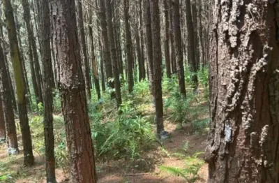 Sítio com pinus a venda na região de capão bonito-sp ??   área total de 8 alqueires  5 alqueires em pinus   restante app e reserva   19 mil árvores de pinus   idade de 13 a 14 anos  resinando (70 tamb