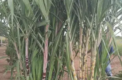 Fazenda a venda no estado do mato grosso ??  localizada no município de barra do garças - mt  *valor: ? r$ 18.000.000,00 (dezoito milhões de reais)