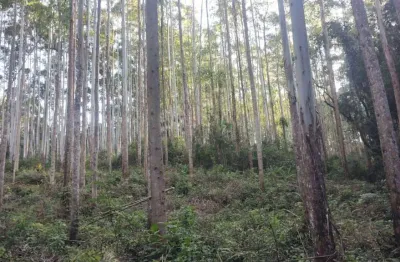 *fazenda com eucalipto a venda no vale do ribeira - região de registro-sp* ??   área total: 1.867 hectares ou 771,48 alqueires   área em eucalipto: 600 hectares ou 248 alqueires   pastagem: 195 hectar