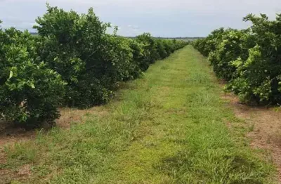 *excelente fazenda de laranja na região de avaré-sp* ?? ?   ?? *exclusividade de venda* ??   - área total de 2.307 hectares ou 953 alqueires  - 500 alqueires em laranja - 200 alqueires em lavoura - 8,