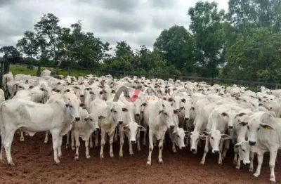 Fazenda à venda no Centro, Santa Fé de Minas 