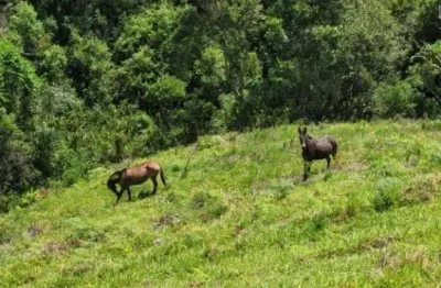 Terreno à venda na Cunha Paraty (Sp 171) Km 59 + 5,8 Km De Terra Aparição,, 2000, Zona Rural, Cunha