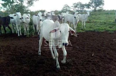 Fazenda à venda na Rodovia Br364 567, Zona Rural, Araguaiana