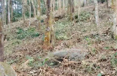 Terreno em terra preta a 5min da pista! financia! permuta! r$230.000,00!