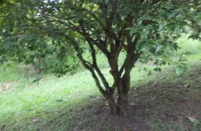 Terreno à venda no Jardim Estância Brasil, Atibaia 