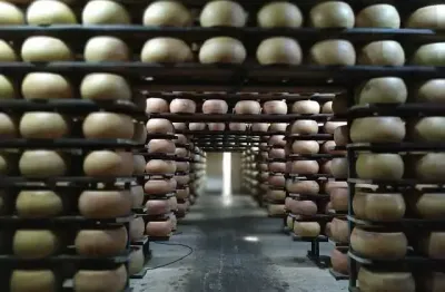 Fazenda de laticínios e suinicultura em pouso alegre- mg