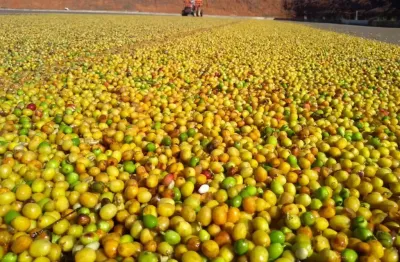 Excelente fazenda de café a venda no estado de minas gerais localizada na região de piumhi-mg.'