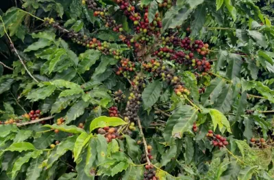 Fazenda à venda na Zona Rural, Divinolândia 