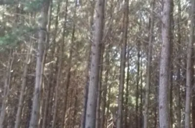 Fazenda à venda no Chácaras Rio Pardo, Ribeirão Preto 