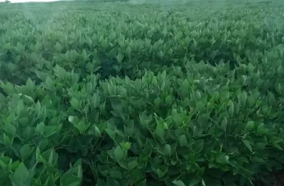 Fazenda à venda na Rua Coronel Antônio Gonçalves, Zona Rural, Bandeirantes