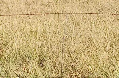 Chácara / sítio com 3 quartos à venda na Zona Rural, Jaraguari 