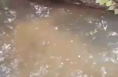 Chácara / sítio com 2 quartos à venda na Rua Orlando Nogueira, 000, Zona Rural, Jaraguari